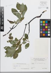 Foto von Salix glabra Scop.